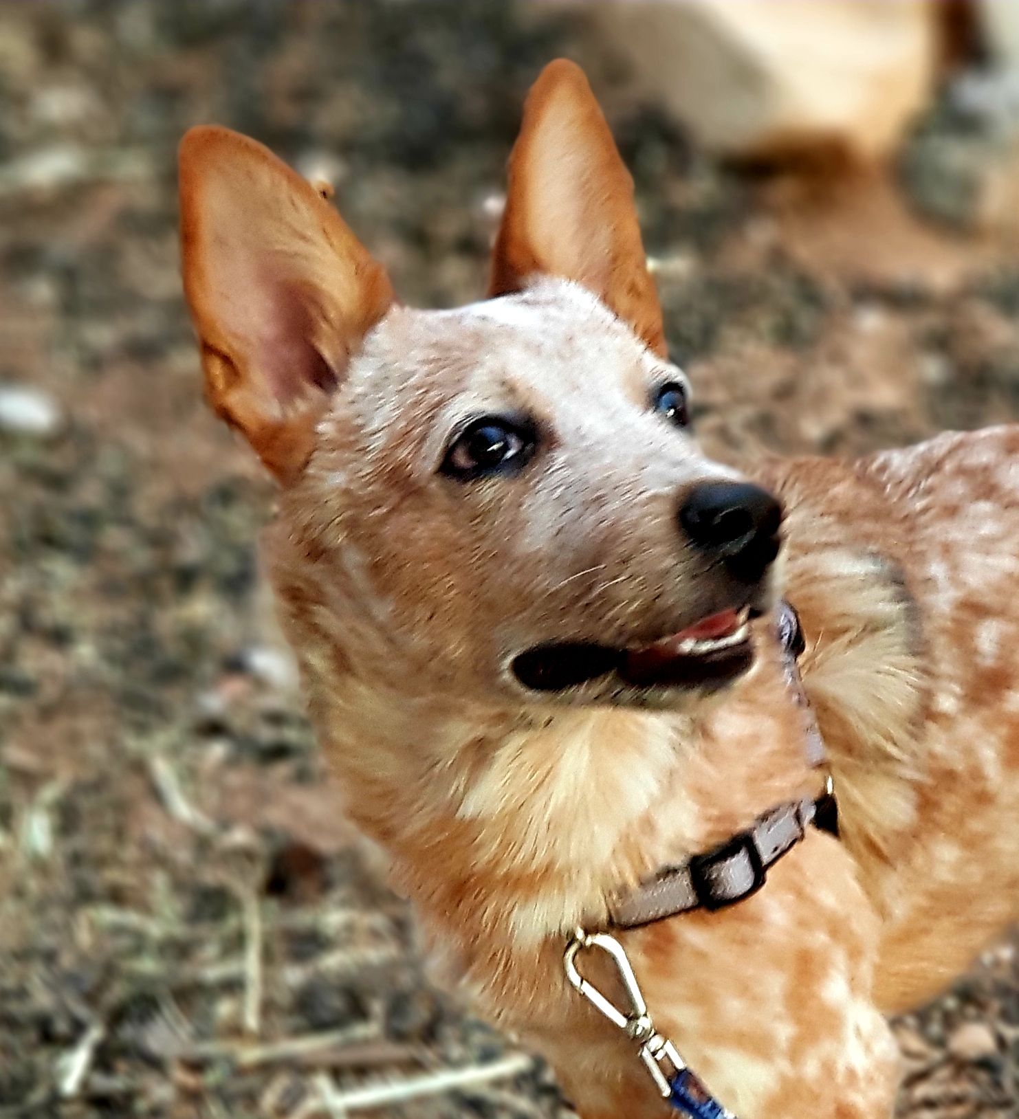 muzzle for blue heeler