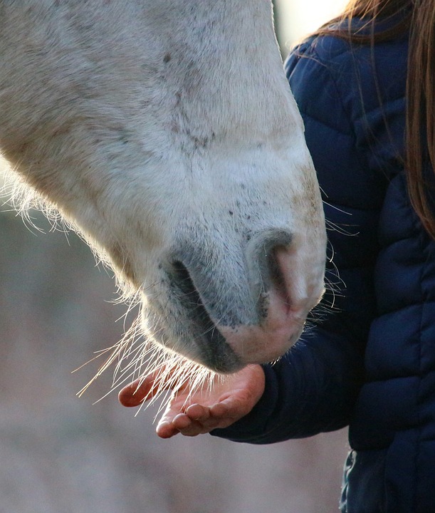 horse-1130680_960_720