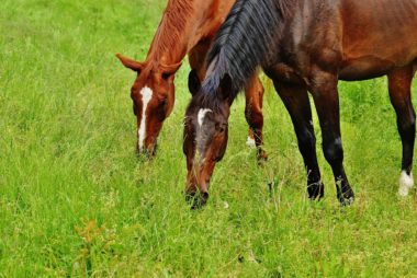 horses-1427557_1280