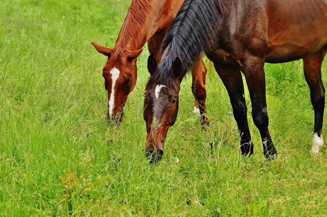 horses-1427557_1280