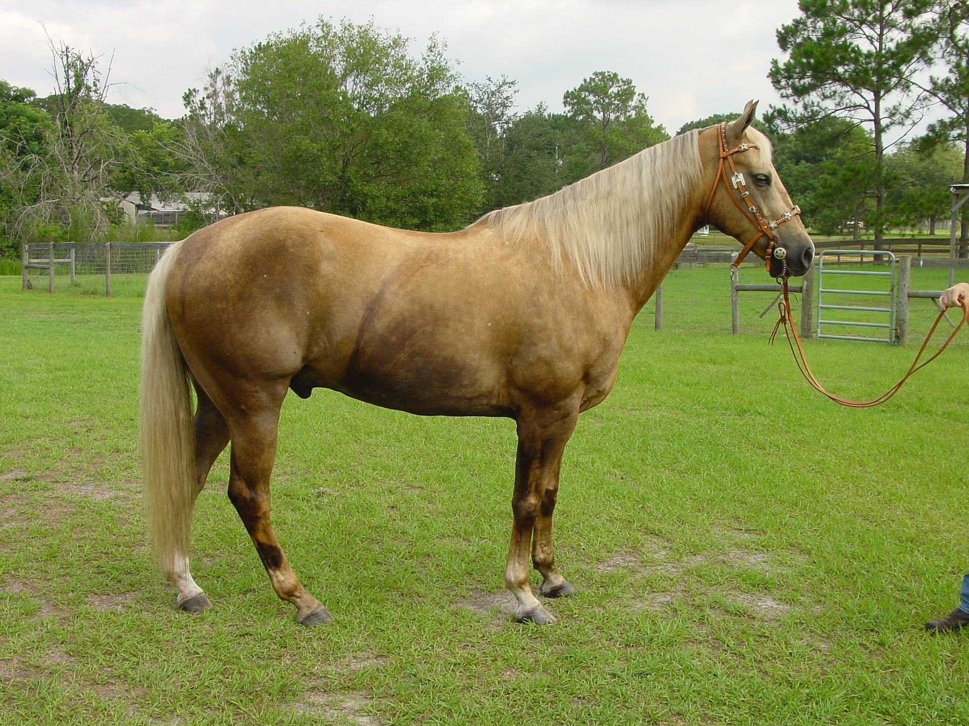 palomino-287680_1920