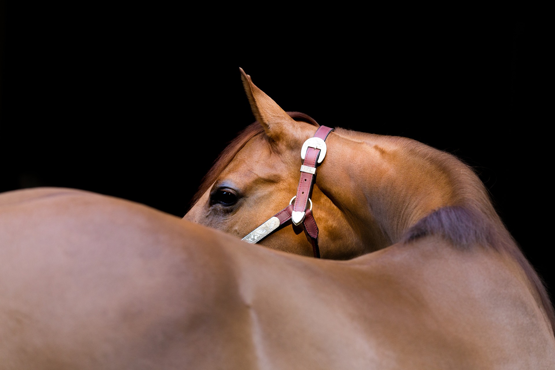 horse-with-black-background-gad03d43e4_1920